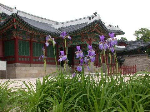 flowers and buildings