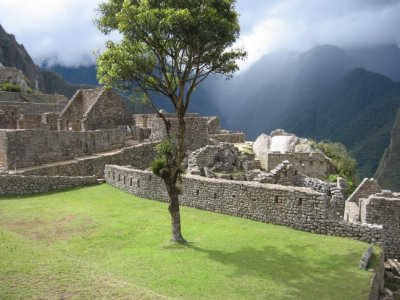 Machu Picchu tree