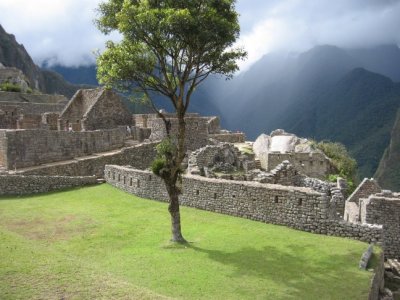 Tree at Machu Picchu