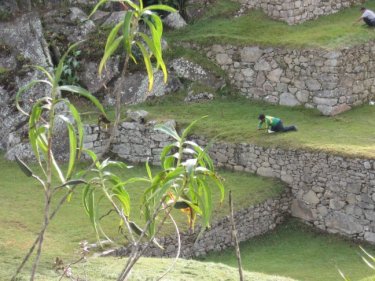Yard work at Machu Picchu