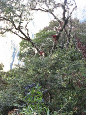 Tree on Inka Bridge trail