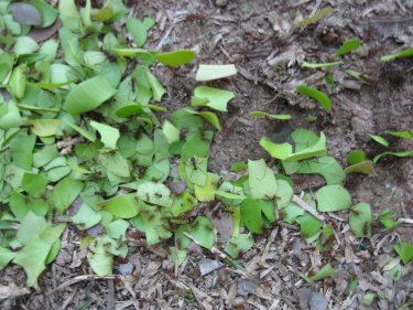 Leaf-cutter ants